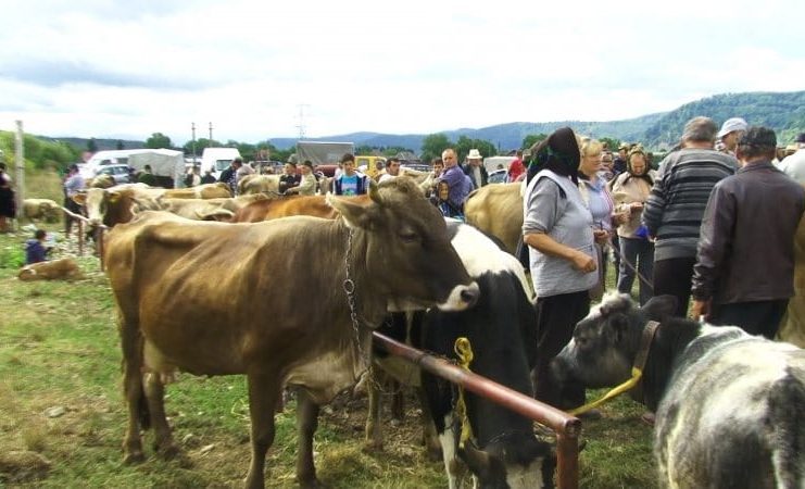 Ce zice șeful ANSVSA despre deschiderea târgurilor de animale