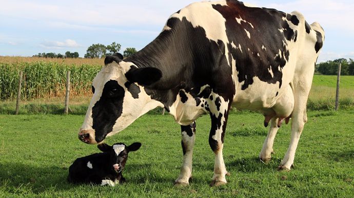Emisiile de metan ale animalelor vor fi taxate din 2030! Cât vor scoate din buzunar fermierii 2 vaca