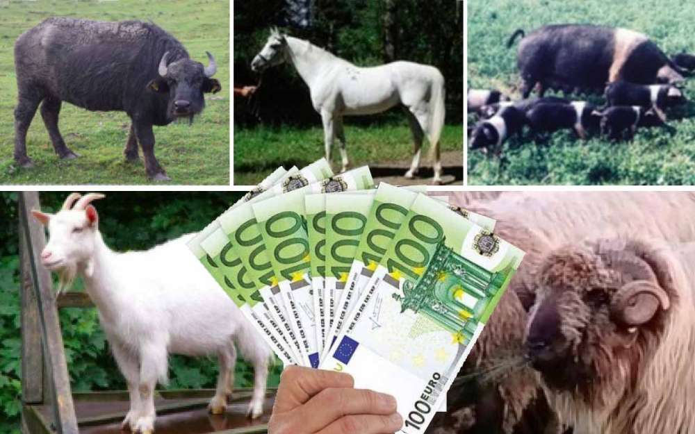 ULTIMA ORĂ: Subvenții APIA între 35 și 140 de lei/cap de animal! Termene și documente 2 APIA, rase locale, crescătorii de animale, subvenții APIA
