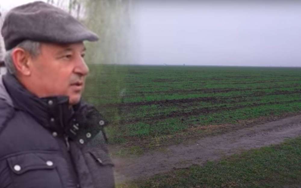 VIDEO – Minunea din Teleorman. Ce povestește un cunoscut fermier român 2 minune la cultura de grâu