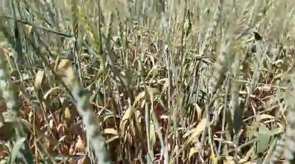 VIDEO Anul agricol 2024 mai grav decât în 2020: ,,Seceta ne amenință viitorul” 2 seceta