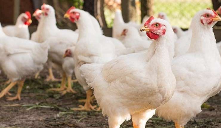 Vânzarea cărnii de pasăre direct de la fermă, sub reguli stricte