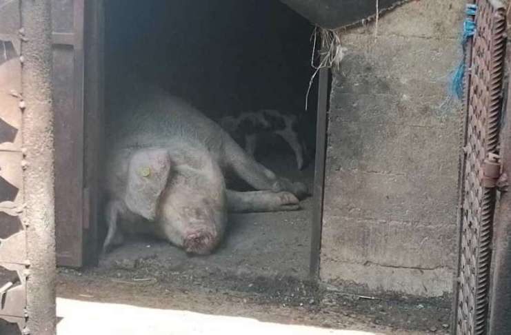 Dispar porcii din bătătură! Ce explicații dau autoritățile