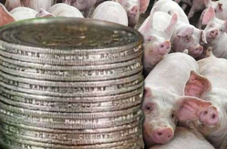 Crescătorii de porci, despăgubiri PPA de 15 euro/cap de animal!