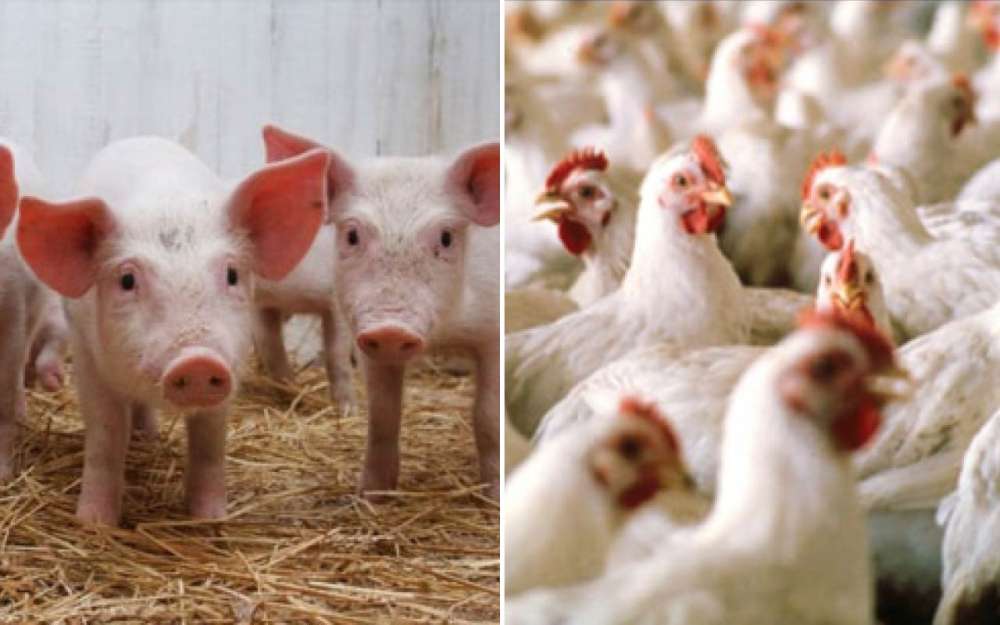 Proiect de ordonanță care îi vizează pe crescătorii de porci și păsări. Ce se schimbă 2 crescătorii de porci și păsări