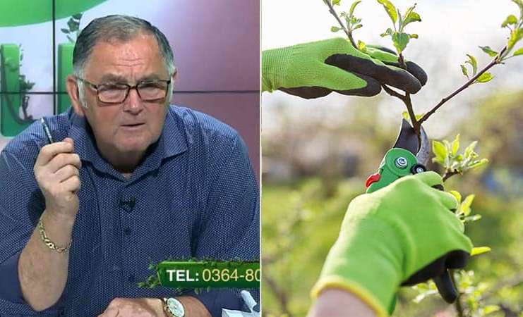 VIDEO Dr. Ing. Horia Ghibu – Cum se face altoirea la pomi și vița de vie