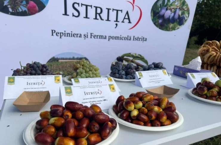 Curmalul chinezesc câștigă teren în România: Intră pe rod din primul an și rezistă la secetă