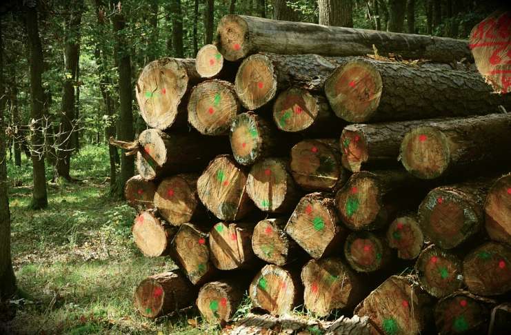 Condamnat la 8 ani de închisoare după ce a furat 4 arbori în valoare de 250 de lei!