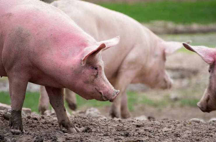 Gospodarii care au crescut porci pentru Crăciun, vizați de controalele DSV