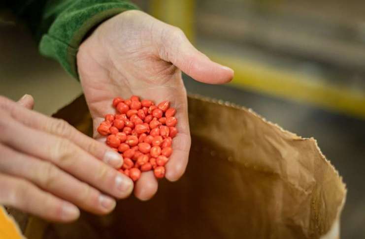 Hibrizii de porumb și genetica RWA transformă provocările agricole în oportunități