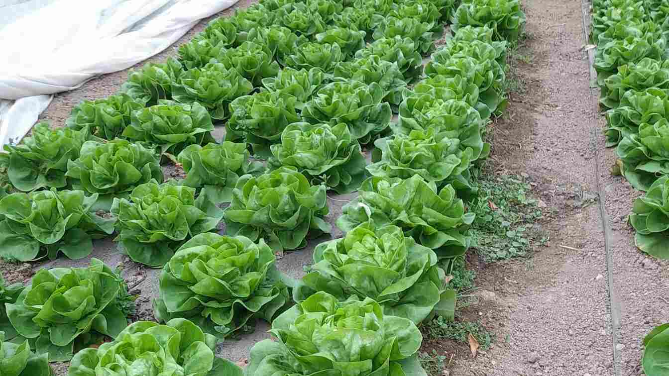 Disperarea legumicultorilor: ,,Aruncăm salata la găini, nu o mai vrea nimeni” 2 salata