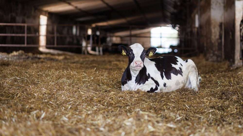 De câte ori trebuie să mulgi vaca după fătare pentru a preveni complicațiile 2 vaca