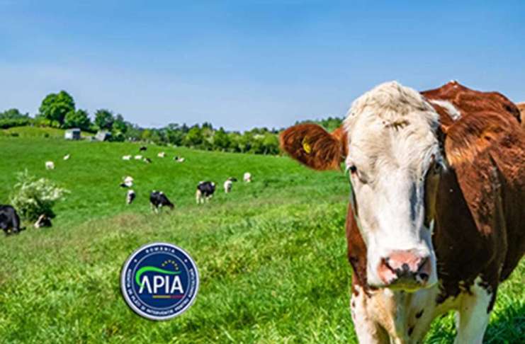 Subvenții APIA pentru crescătorii de animale – Condiții pentru plată