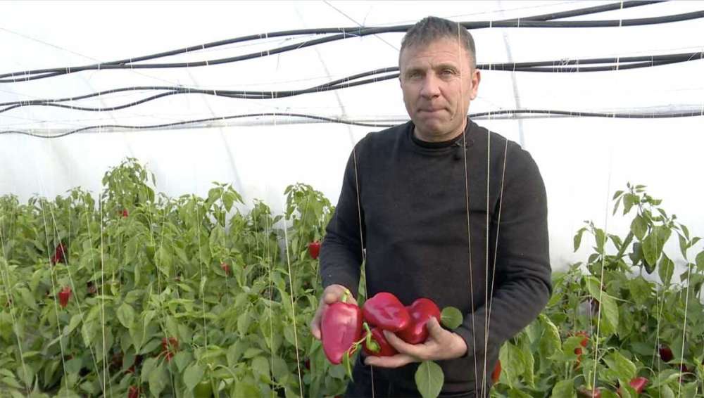 Face concurență supermarketurilor, cu legume proaspete și verdețuri în plină iarnă 10 Ardei capia solarii