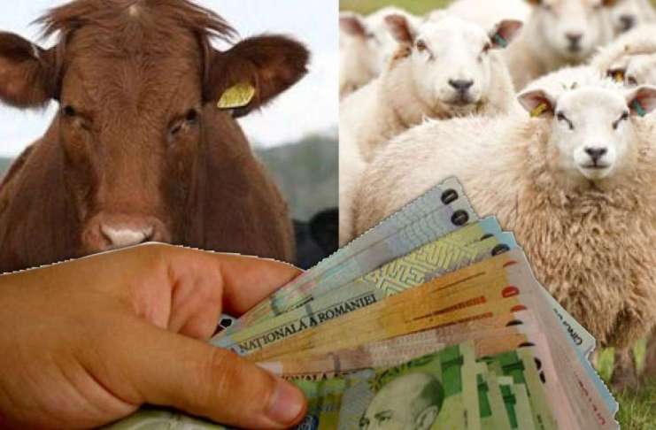 AZI, în sfârșit, plăți APIA pentru crescătorii de animale!