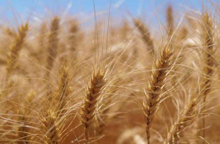 Corteva Agriscience lansează Inatreq™ Active în România