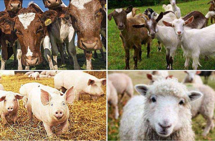Fermele de animale, amenințate de un nou virus aterizat în Europa!