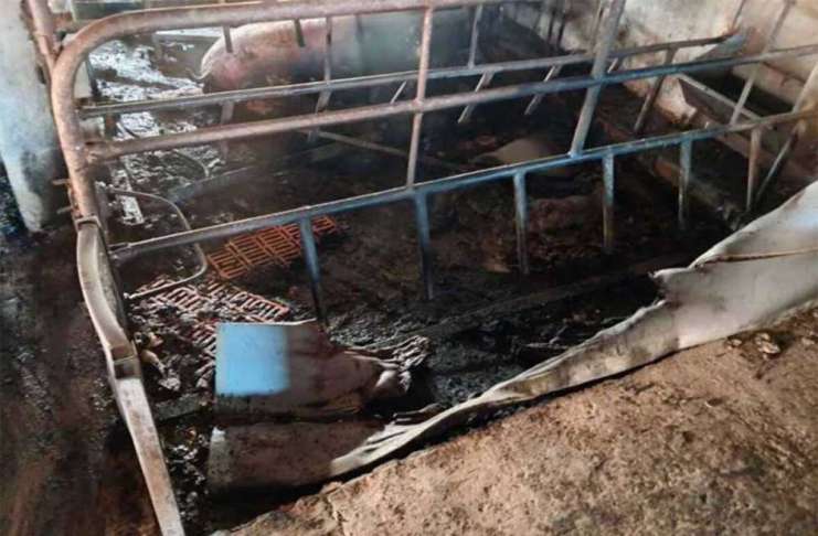 Peste 600 de porci, cuprinși de flăcări la o fermă, joi dimineață!