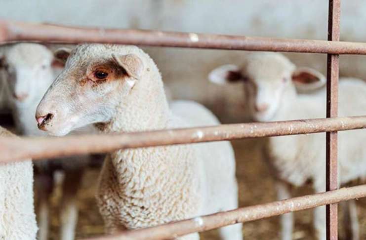 Vestea mult așteptată de oierii români – Unde se vor putea vinde animalele