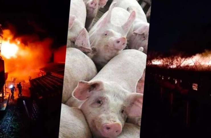 5.000 de porci au ars de vii într-un incendiu izbucnit azi-noapte!