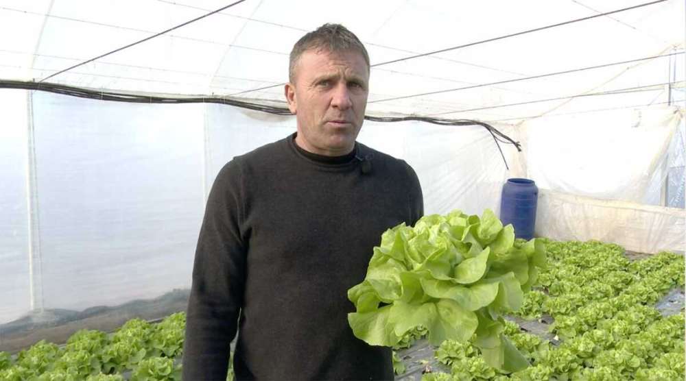 Face concurență supermarketurilor, cu legume proaspete și verdețuri în plină iarnă 8 Salata solarii