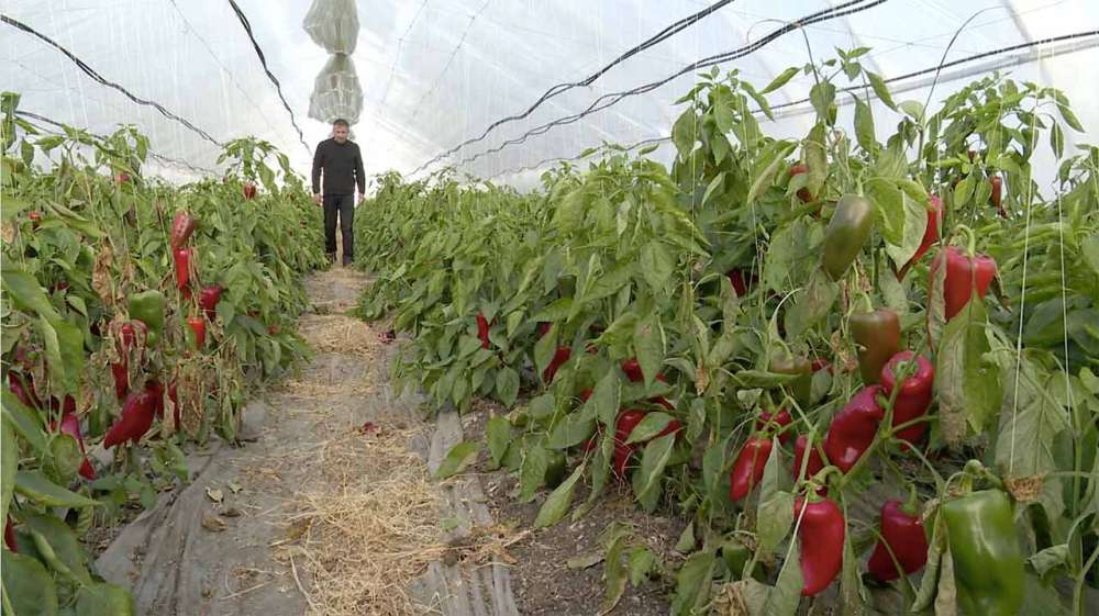 Face concurență supermarketurilor, cu legume proaspete și verdețuri în plină iarnă 9 Solarii ardei