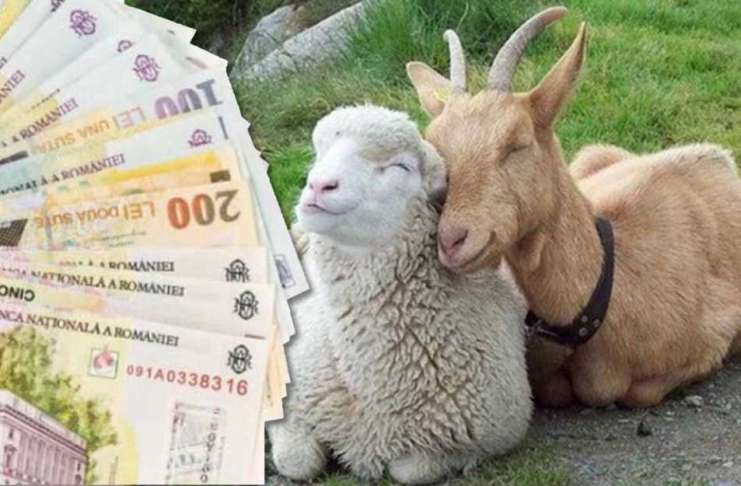 NOU: 248 de lei/cap de animal – sprijin pentru crescătorii de ovine/caprine
