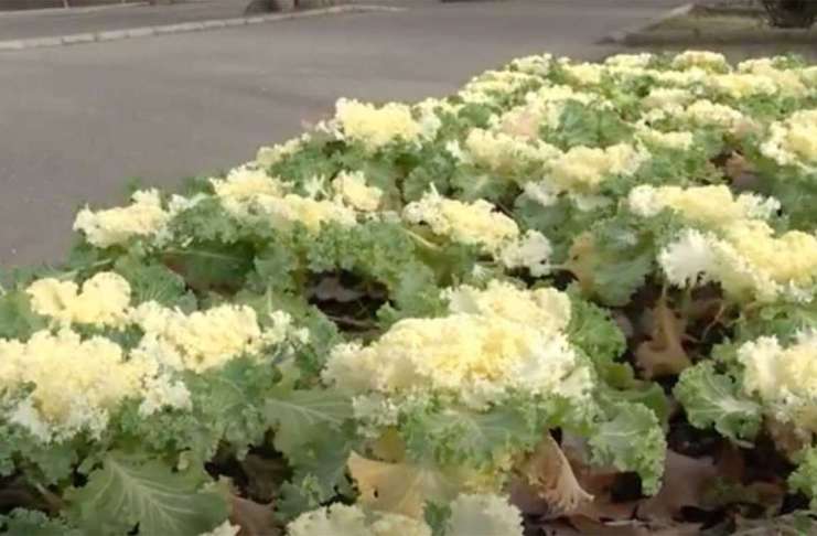 VIDEO – Varza care se cultivă chiar și pe marginea trotuarelor