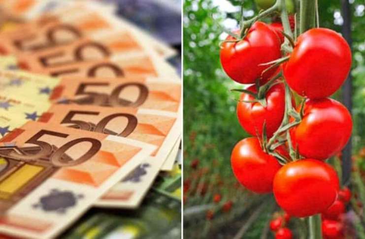 Prima Seră – Finanțare de 200.000 EURO pentru micii fermieri