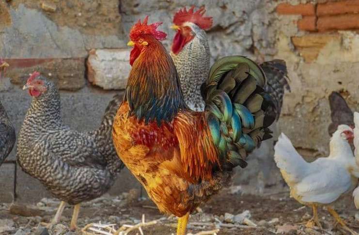 Ce să nu dai niciodată de mâncare găinilor. Vezi lista de alimente interzise!