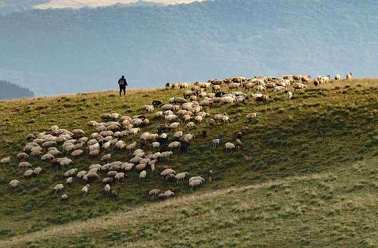 Semnal de alarmă pentru crescătorii de animale! Ce se întâmplă cu pășunile