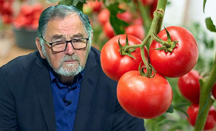 VIDEO Dr. Ing. Horia Ghibu – Tratament pentru răsadurile de roșii după plantare