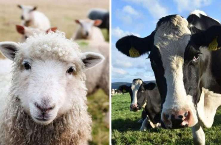 Semnal de alarmă pentru crescătorii de ovine și bovine! Noi focare de boli amenință aceste sectoare