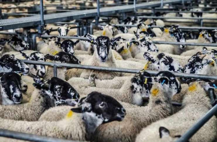 Veste bună pentru crescătorii de ovine: Arabia Saudită se întoarce la oile noastre