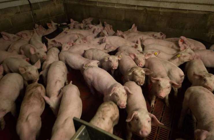 Nou focar de PPA la o fermă din Olt! Aproape 10.000 de porci vor fi uciși!