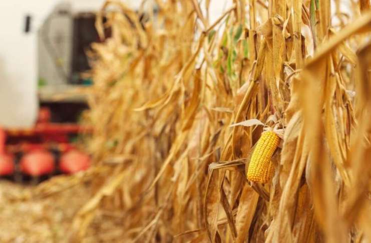 Mai merită cultivată cultura de porumb? Opiniile fermierilor