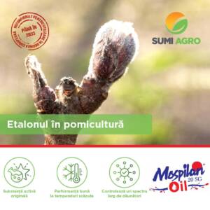 Mospilan Oil
