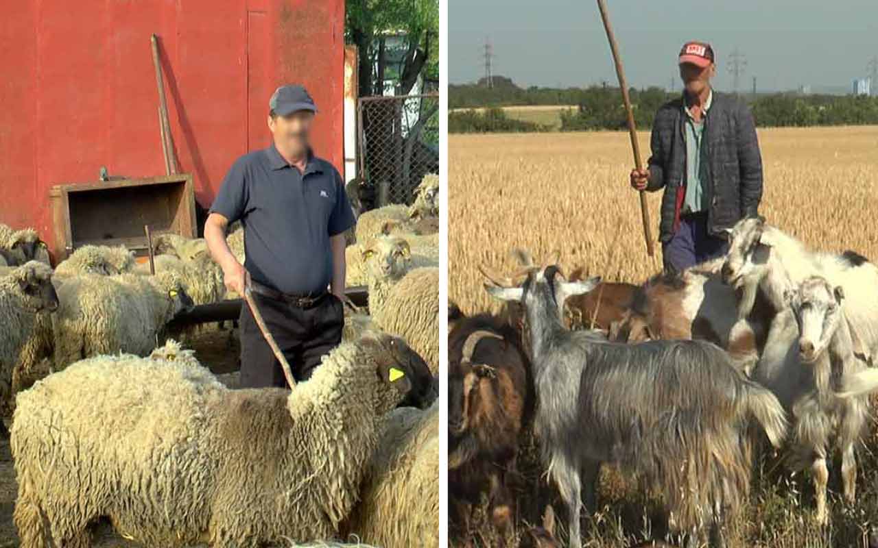 E OFICIAL! Câți bani vor primi crescătorii de oi și capre prin sprijinul financiar de urgență 2 E OFICIAL! Câți bani vor primi crescătorii de oi și capre prin sprijinul financiar de urgență oi, capre, crescătorii de oi și capre