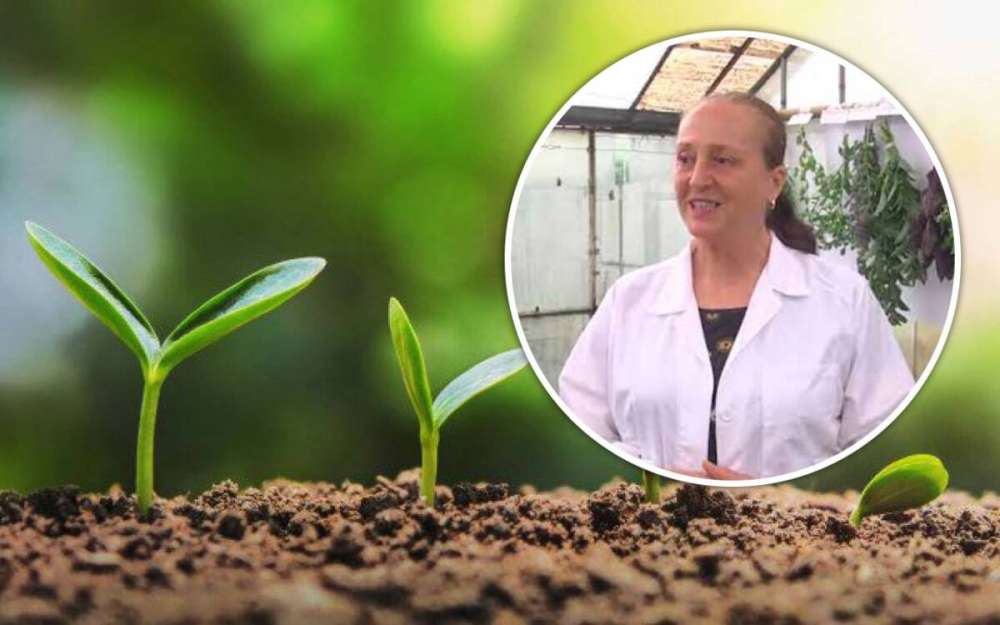 cum să ne ferim răsadurile și livezile de îngheț