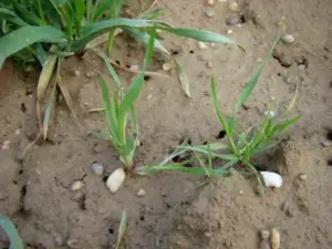 3 erbicide de nelipsit din fermă în această primăvară 13 3 erbicide de nelipsit din fermă în această primăvară 3 erbicide de nelipsit din fermă în această primăvară Advertorial erbicide