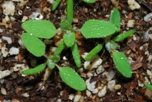 3 erbicide de nelipsit din fermă în această primăvară 12 3 erbicide de nelipsit din fermă în această primăvară 3 erbicide de nelipsit din fermă în această primăvară Advertorial erbicide