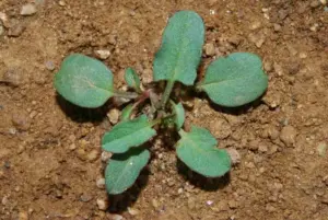 3 erbicide de nelipsit din fermă în această primăvară 11 3 erbicide de nelipsit din fermă în această primăvară 3 erbicide de nelipsit din fermă în această primăvară Advertorial erbicide