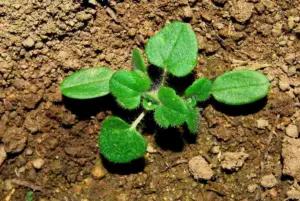 3 erbicide de nelipsit din fermă în această primăvară 10 3 erbicide de nelipsit din fermă în această primăvară 3 erbicide de nelipsit din fermă în această primăvară Advertorial erbicide