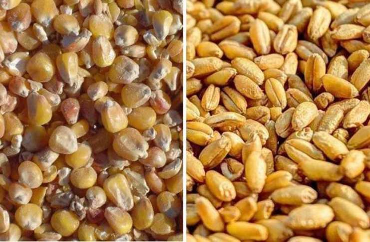 Prețul cerealelor scade și tot scade pe burse! Piața mondială e zdruncinată!