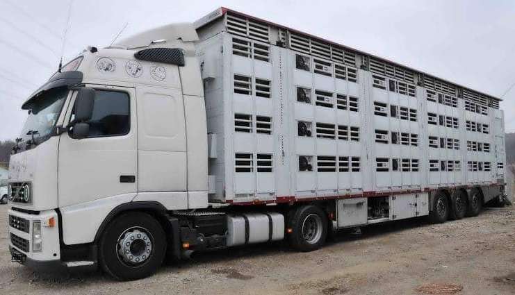 Noi restricții pentru transportul de animale! Decizia ANSVSA