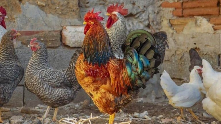 Cât de multe găini ar trebui să ai într-o curte Cât de multe găini ar trebui să ai într-o curte