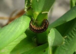 Produsul Mimic de la Summit Agro este noul tău aliat împotriva sfredelitorului porumbului (Ostrinia nubilalis) 9 Produsul Mimic de la Summit Agro este noul tău aliat împotriva sfredelitorului porumbului (Ostrinia nubilalis) Produsul Mimic de la Summit Agro este noul tău aliat împotriva sfredelitorului porumbului (Ostrinia nubilalis) Advertorial Mimic