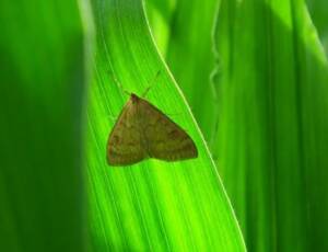 Produsul Mimic de la Summit Agro este noul tău aliat împotriva sfredelitorului porumbului (Ostrinia nubilalis) 7 Produsul Mimic de la Summit Agro este noul tău aliat împotriva sfredelitorului porumbului (Ostrinia nubilalis) Ostrinia
