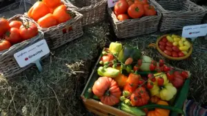 Kilometrul 0 al tomatelor românești – acolo unde Syngenta și Marcoser aduc tehnologia de top! Advertorial Syngenta