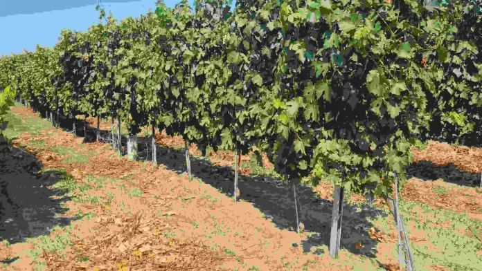 DomeniileMitroi_Winegrapes_CortevaAgriscience4-ezgif.com-resize